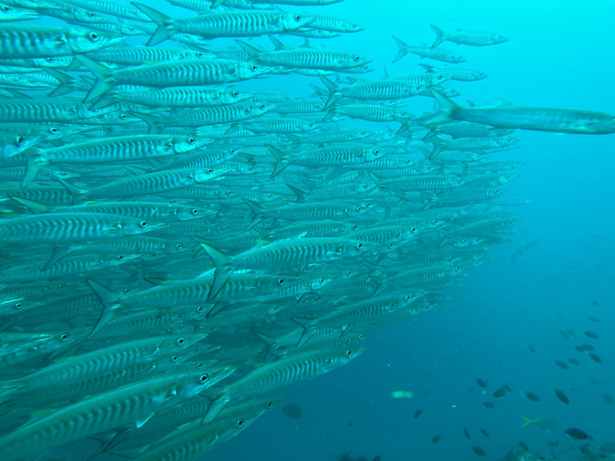 Un grand banc de barracudas dans le bleu