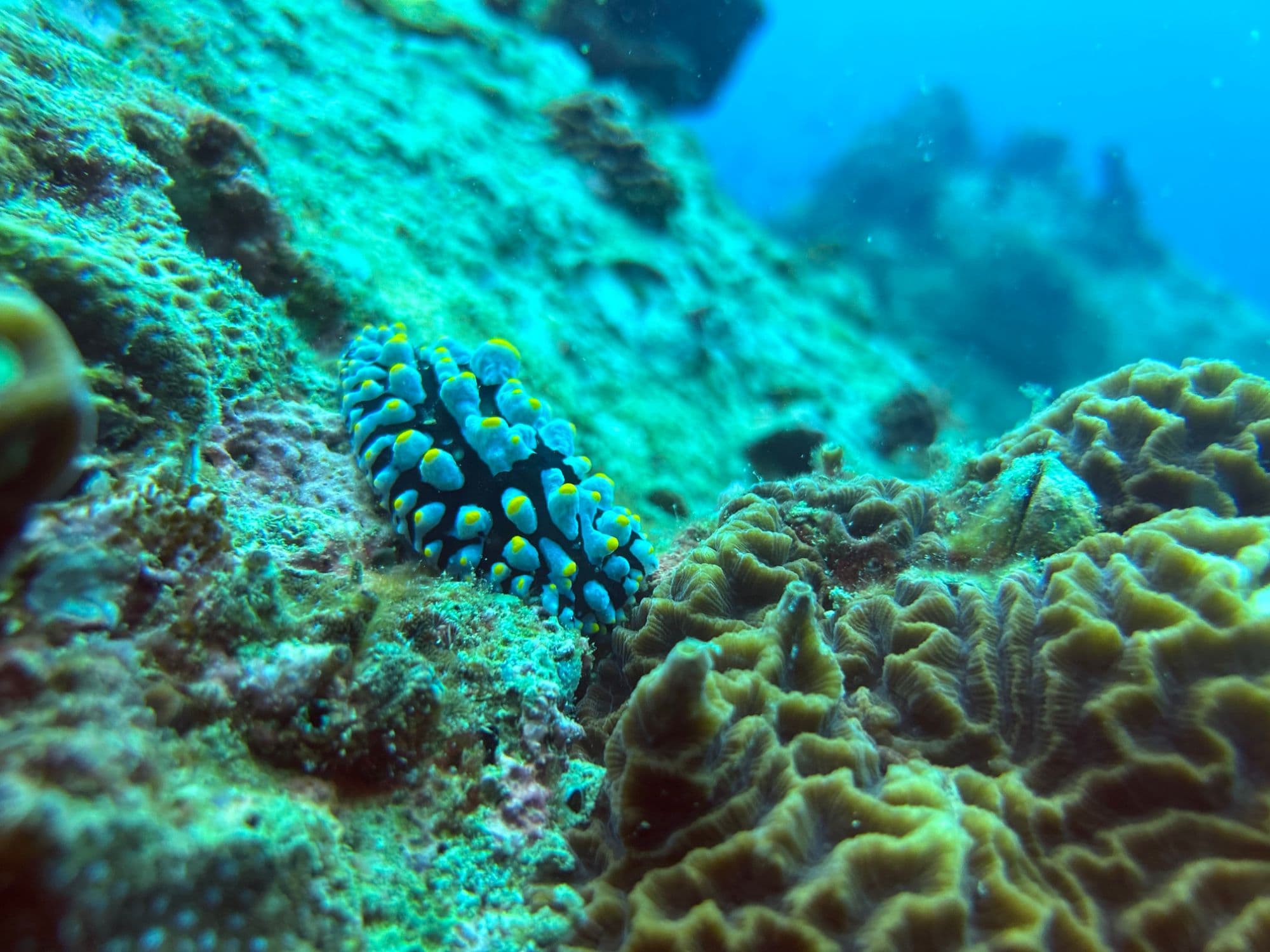 Nudibranche coloré sur le récif, dans le golfe de Thaïlande