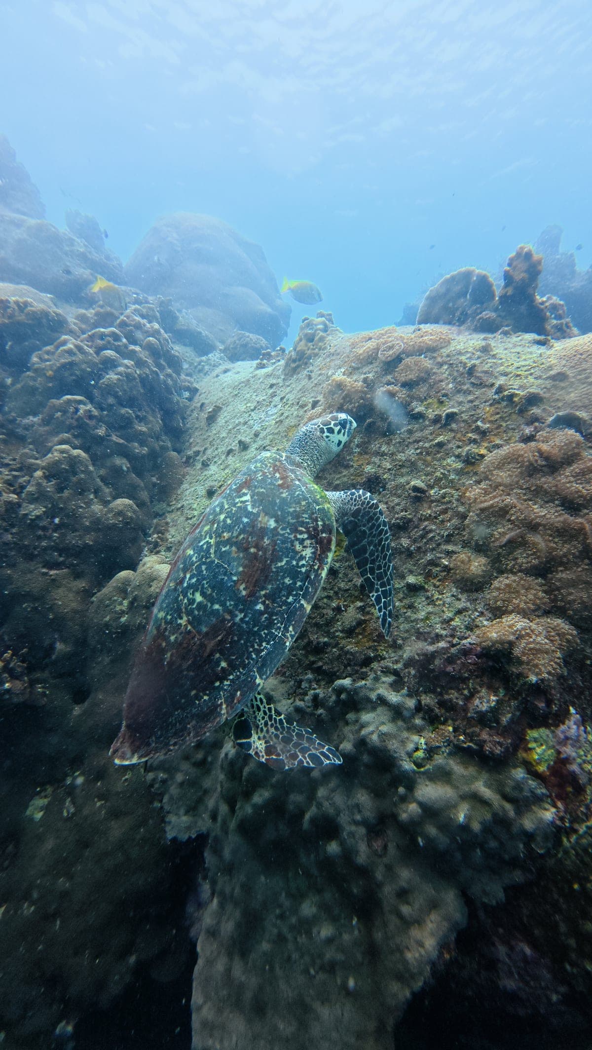 Une tortue imbriquée posée contre le corail dur du récif, à Tanote Bay